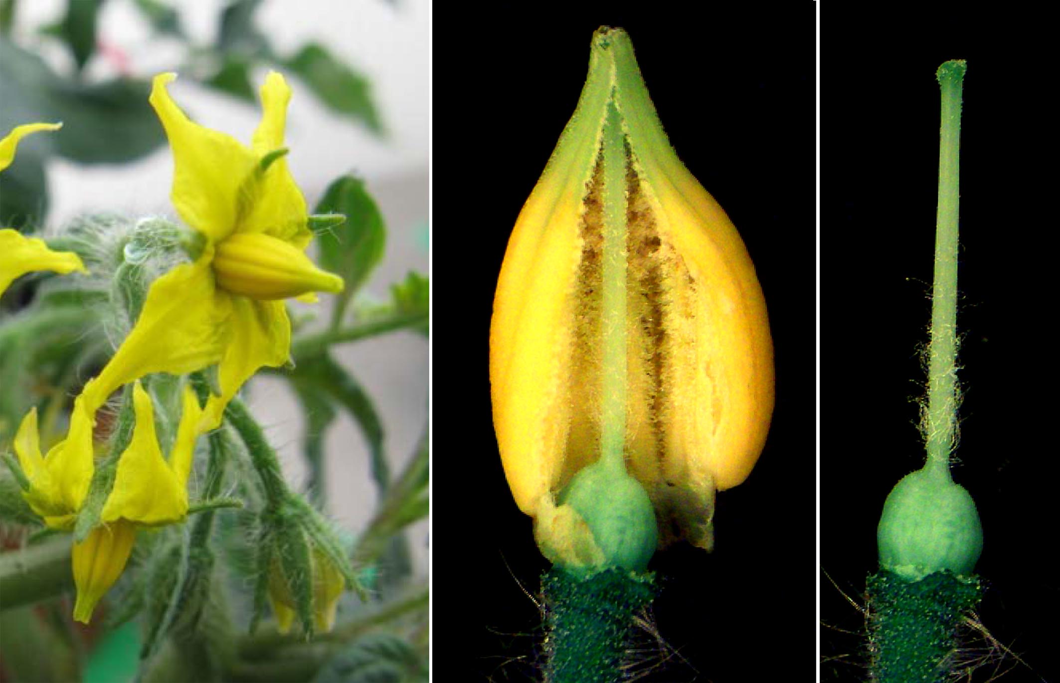 Figure: Tomato flowers and gametophytic organs (mechanically opened stamen crown [middle] and dissected ovary [right])