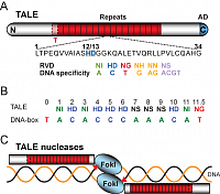 TALEs and TALENs have a modular and programmable DNA-binding domain. A, Central 34-amino acid repeats each bind one DNA base. A repeat-variable diresidue (RVD) determines the specificity. B, RVDs and target sequence of a TALE. C, TALE nuclease (TALEN) pair. Dimerisation of FokI domains from neighboring TALENs triggers DNA cleavage (red triangles).