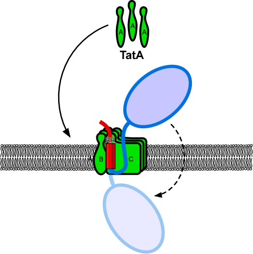 Graphical abstract