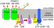 Scheme 1: Signal transduction of the G protein coupled PTH receptors 1 and 2