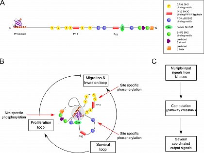 Figure 1 
Human Gab1 protein in the traditional stick representation and as a graphic display of its presumed signal computation architecture according to the N-terminal folding nucleation (NFN) hypothesis. 
(A) ‘Classical’ stick representation of human Gab1. (B) Schematic representation of the proposed Gab1 signal computation architecture. (C) Simple functional diagram of the presumed signal processing via the Gab1 LMD protein platform-based multi-protein complex.
For a full explanation of all details, please refer to Lewitzky et al. 2012, FEBS Lett 586, 2740.
